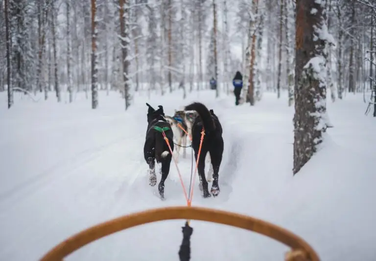 Faråsen Tretoppgård hundekjøring opplevelser